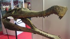 Un fossile de crocodile de plus de 9m retrouvé dans le désert du Sahara