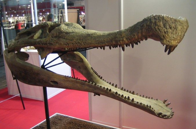 La tête d'un Sarcosuchus imperator à l'Expominer 2007 à Barcelone, en Espagne. Le Sarcosuchus imperator est le plus grand crocodile jamais trouvé, avec une taille de plus de 12m. (Eduard Solà Vázquez/Wikipedia Commons) 
