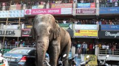 Un éléphant sème la panique en Inde