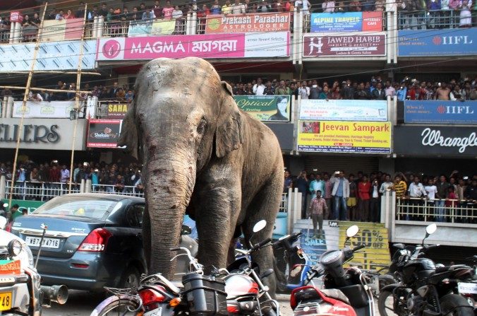 Les passants d'une rue fréquentée de Siliguri (en Inde) se sont réfugiés pour observer de loin l'éléphant sauvage déambulant en ville, le 10 février 2016. (DIPTENDU DUTTA/AFP/Getty Images)