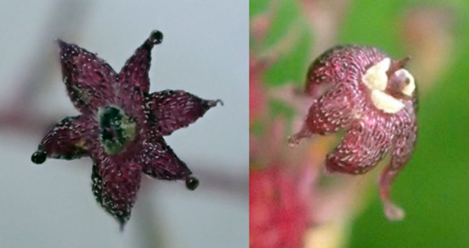 Les fleurs à pistils de Yakushimensis Sciaphila (à gauche) et celles du Sciaphila Japonica (à droite). La fleur à pistils de Yakushimensis Sciaphila a un style en forme de massue avec de multiples petites protubérances. (Université de Kobe)

