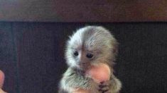 Cet adorable singe de la taille d’un pouce en vente en Chine