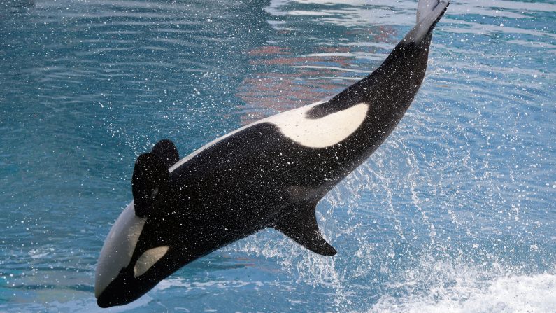 Le parc marin de Marineland à Antibes, dans le sud-est de la France. (Photo : VALERY HACHE/AFP/Getty Images)