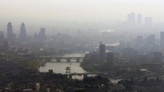 Les pigeons londoniens surveillent la qualité de l’air de la ville