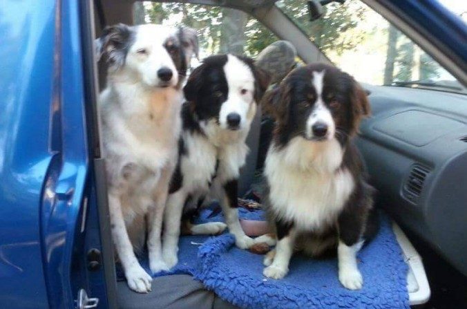 Les trois chiens de Kathleen Zuidema. (Facebook)