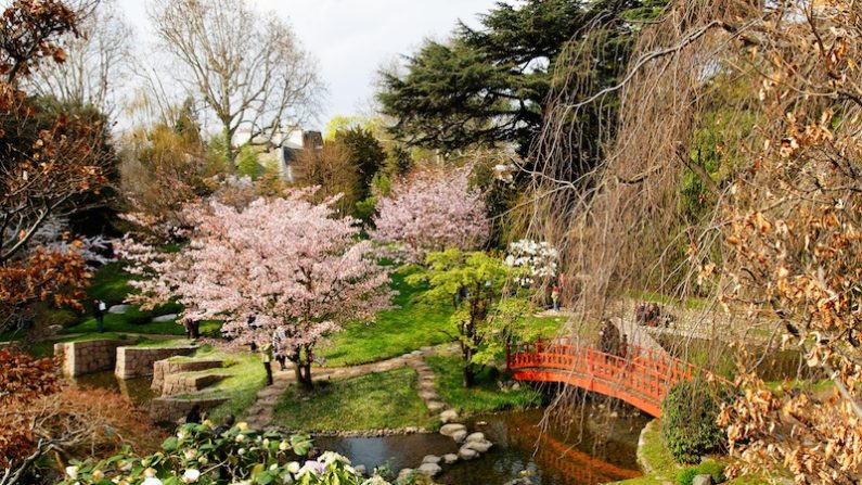 Vue d’ensemble du jardin japonais avec cerisiers et magnolias en fleurs, musée Albert-Kahn. (wikimedia)