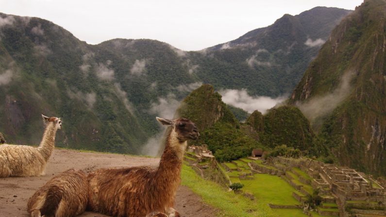 Les lamas ne sont plus sacrifiés sur les autels incas. (Marie-Noëlle Delfosse)