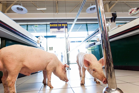 Young pigs stand inside a Casino supermarket in Sarlat, southwestern France, after farmers released them during a demonstration at the supermarket on August 20, 2015. AFP PHOTO / YOHAN BONNET        (Photo credit should read YOHAN BONNET/AFP/Getty Images)