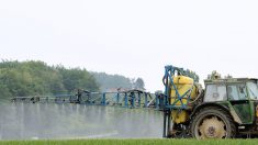 Pesticides : nouveaux recours contre les épandages étudiés par le Conseil d’État