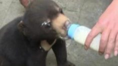 Un Chinois adopte un chien abandonné, qui se révèle être un ours