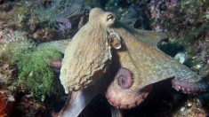 Les populations de pieuvres et de calamars pullulent dans les océans