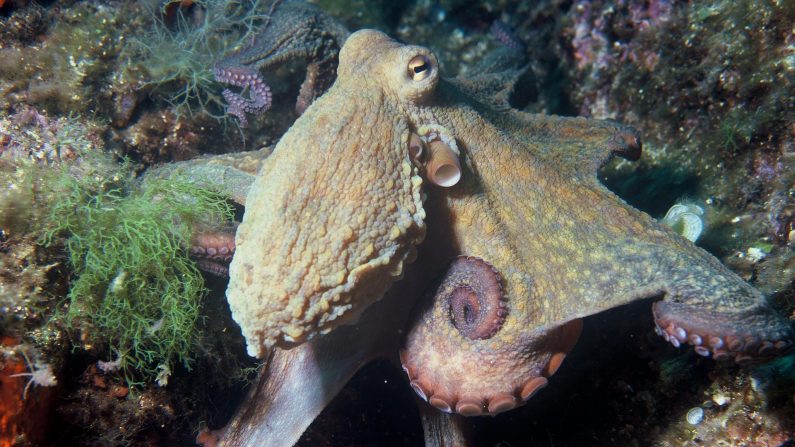 Une pieuvre commune ou poulpe commun se repose sur un récif. (Domaine public)