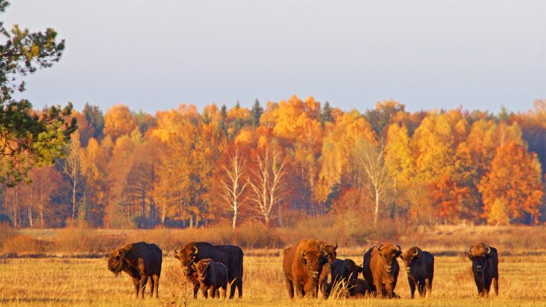 Des bisons européens, photographiés dans la forêt de bialowieza. (Lukasz Mazurek/WildPoland.com)