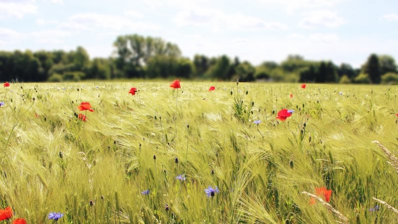 On savait les Chinois intéressés par les vignobles français. Or, depuis avril, un groupe chinois a racheté 1 700 hectares de terres agricoles dans le Berry... (Pixabay.com)