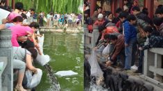 Les 250kg de poissons remis en liberté dans les eaux insalubres de Pékin, sont morts