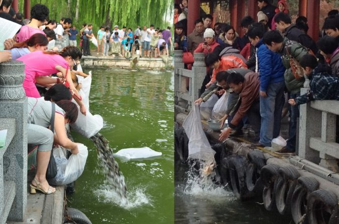 Des habitants chinois relâchent des poissons captifs dans le lac Daming. (Sina Weibo)