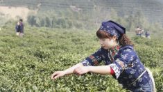 Les ouvriers migrants au cœur de la croissance économique chinoise