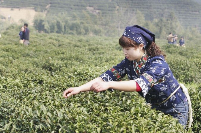 Une cueilleuse de thé migrante à Longwu, le 22 mars 2007, aux abords de la ville de Hangzhou, Province de Zhejiang, dans l’Est de la Chine. (China Photos/Getty Images)