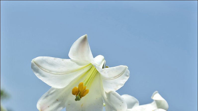 La médecine traditionnelle occidentale considère que le bulbe du lys blanc est un remède pour une large variété de maux : œdèmes, infections et tendinites. (Pixabay)