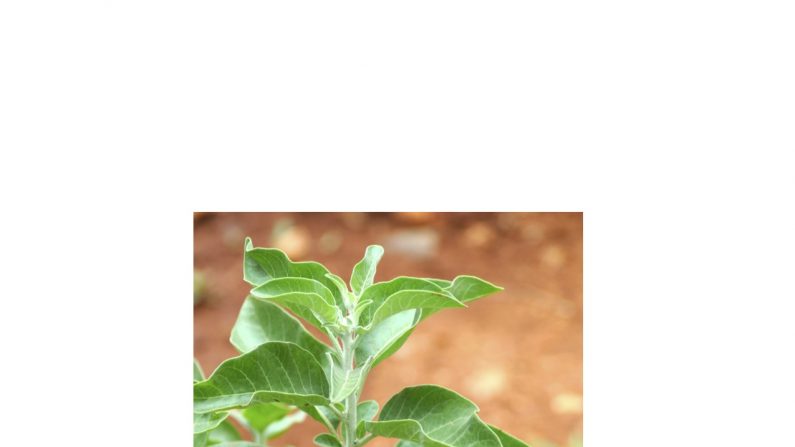 Même si les feuilles d’ashwagandha contiennent certaines propriétés médicinales, les phytothérapeutes utilisent principalement la racine. (Domaine public)