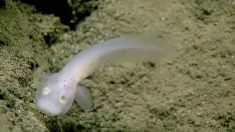 Un poisson-fantôme rare filmé pour la première fois