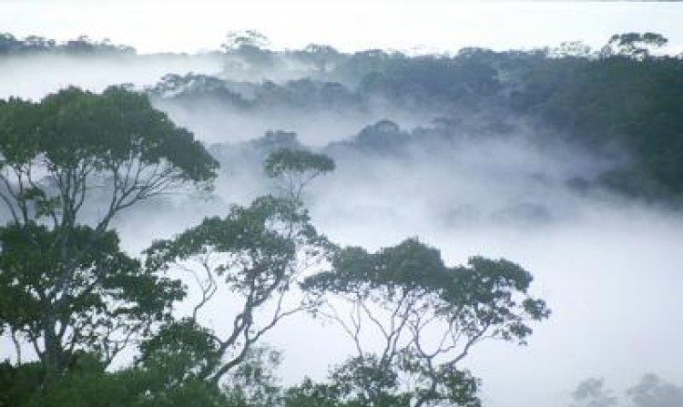 Une brume matinale au dessus de la forêt amazonienne. (William Laurance)