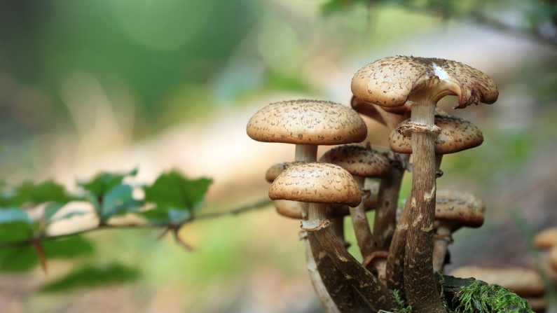 À travers l’histoire tumultueuse de la Terre, les champignons ont dû s’adapter à des périodes d’extinction massive et à de grands bouleversements. (pixabay.com)