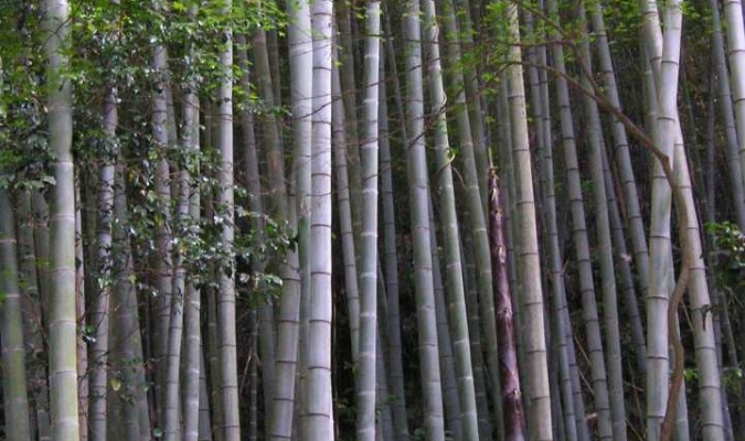 Le bambou : la plante la plus vieille du monde et le matériau du futur