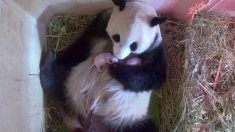 Un panda géant met au monde de rares jumeaux dans un zoo autrichien