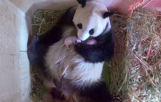 Un panda géant en Autriche a surpris les gardiens du zoo par une étonnante découverte.
