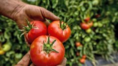 Grande distribution : le marketing juteux des tomates sans saveur