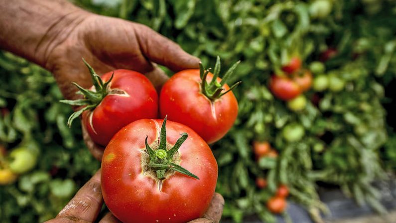 Difficile de trouver des tomates de qualité dans les supermarchés. (PHILIPPE HUGUEN/AFP/Getty Images)