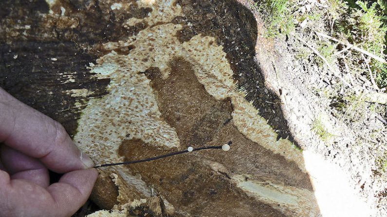 Les spores du champignon sont dans l’atmosphère. On ne trouve pas de barrière efficace, comme celle de provoquer une coupure anti-incendie ou un pare-feu. (Photos ONF,Office National des Forêts)