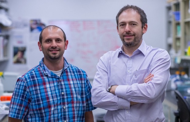 Le chercheur post-doctoral Anthony J. Filiano (G) et Jonathan Kipnis, à la tête du département de Neuroscience de l'Université de Virginie, ont récemment fait une découverte surprenante sur le système immunitaire. (Courtoisie de l'École de Médecine de l'Université de Virginie)