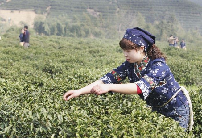 La sélection des feuilles de thé Long Jing le premier jour du Festival du Dragon dans le canton de Longwu, célèbre pour son thé de haute qualité. (China Photos/Getty Images) 