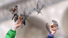 Nourrir les oiseaux en hiver : ce que nous dit la science