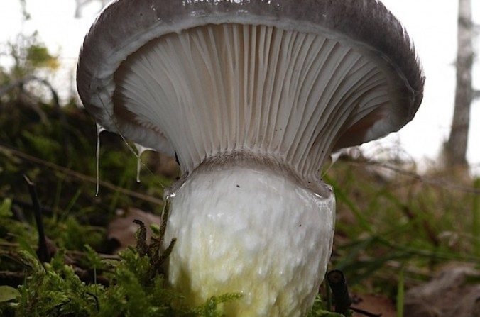 Gomphidius glutinosus est un champignon commun en forêt qui peut concentrer des taux de césium 137 radioactif jusqu'à plus de 10 000 fois les taux normaux de radiation. (Bernd Haynold/Wikimedia Commons)