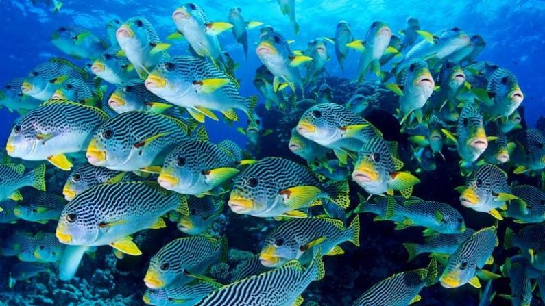 Barrière de corail. (Gary Bel oeanwideimages.com)