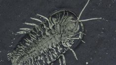 Une découverte historique : un fossile de trilobite avec des œufs datant de 450 millions d’années