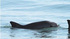 Des dauphins entraînés par la Navy pour sauver les marsouins du Pacifique