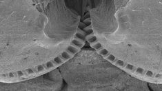 Les scientifiques découvrent un « engrenage » sur le corps d’un insecte