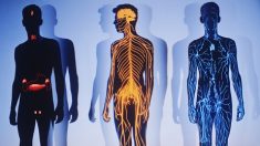 10 faits intéressants sur le corps humain