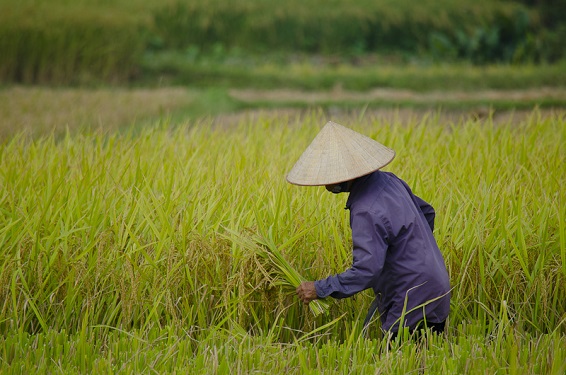 Une femme récolte du riz au Vietnam. (Tyler Ingram/Flickr)

