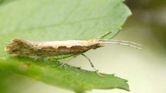 Des scientifiques avertissent que l’utilisation d’insectes transgéniques est « irresponsable » et « inutile »