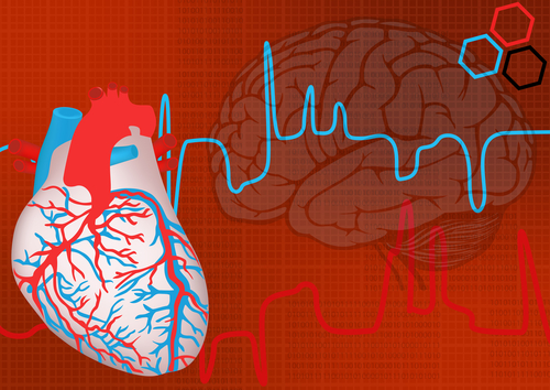 La santé du cœur peut aussi affecter le cerveau et l’esprit. (Shutterstock)