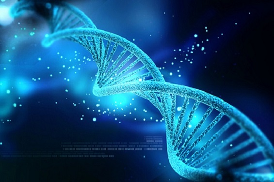 La méthylation de l’ADN joue un rôle important dans l’expression des gènes par l’épigénétique et dans le développement de la maladie. (Wikimedia Commons)