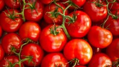 Pourquoi nos tomates n’ont-elles plus de goût ?