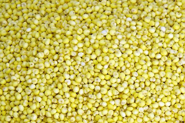 Le millet est l'un des rares  grains complets utilisé comme aliment de base. (Chen Ruilan)