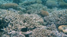 Nouvelle étude : de nombreux coraux de la Grande Barrière de corail sont déjà morts