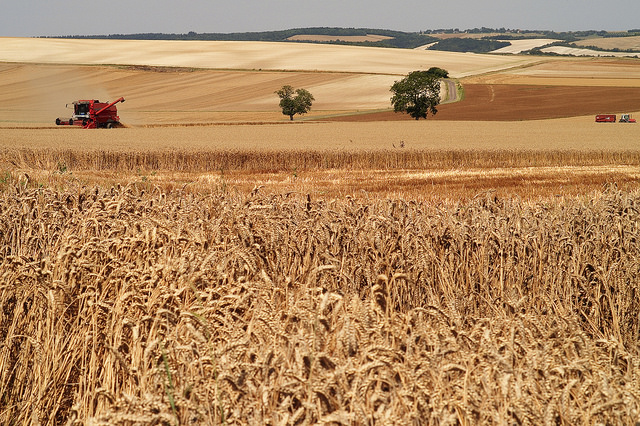Les résidus agricoles, comme le paille de blé, se retrouvent dans les cuves de méthanisation.
INRA DIST/Jean Weber/Flickr, CC BY